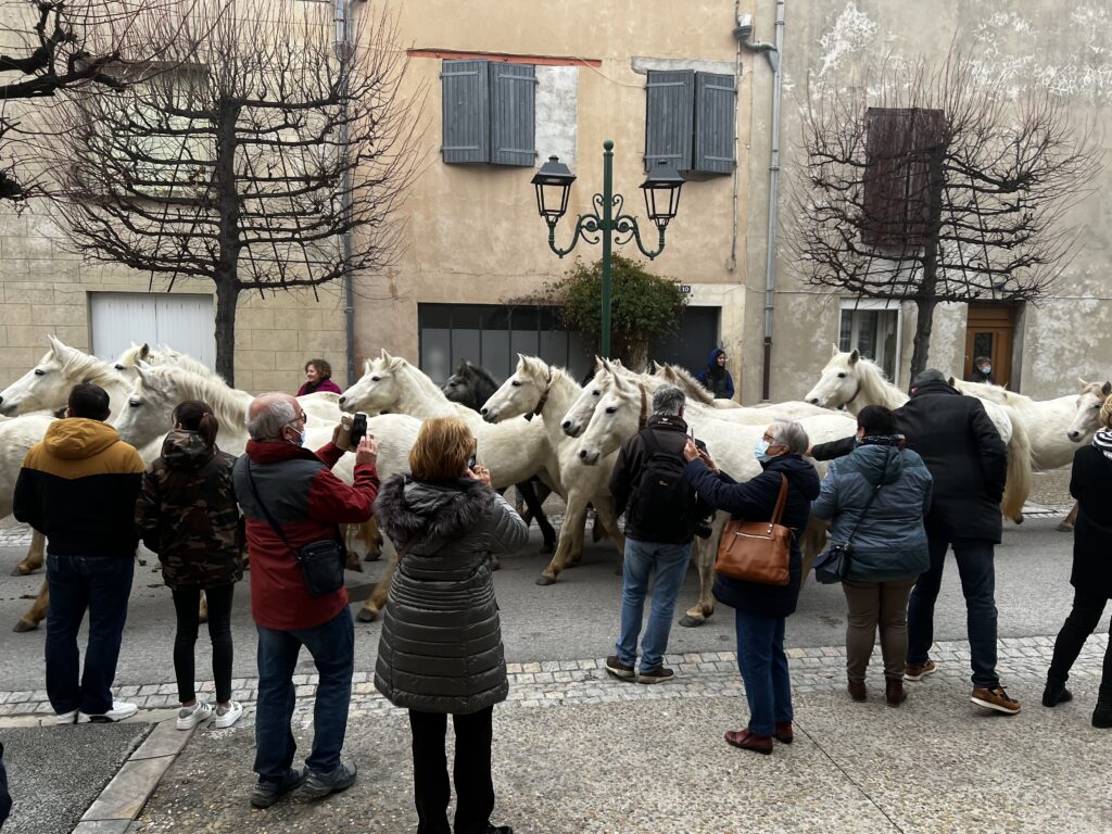 Roussataïo à Aigues-Mortes